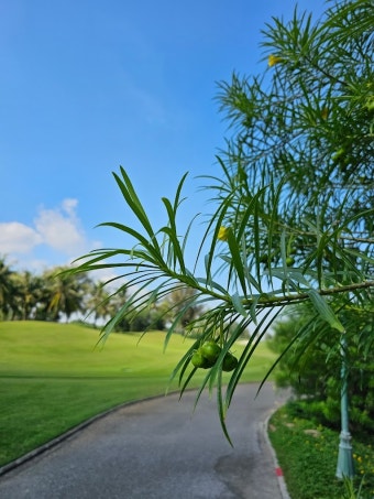 하이퐁 골프장 -  루비 트리 골프 리조트 (BRG Ruby Tree Golf Resort)
