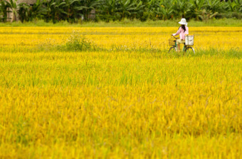 동남아골프여행 베트남 골프-다낭 라구나 랑 코 G.C Laguna Lang Co Golf Club