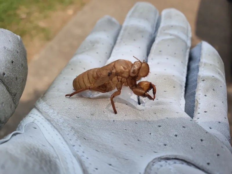 와사비 블로그의 땀다오 라운드 스냅