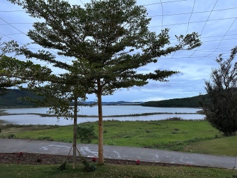 달랏 골프 패키지 여행 + 더 달랏 1200 CC (The dalat at 1200) + 팰리스 골프클럽 (Palace Golf Club)